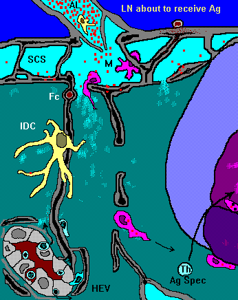 Larger animated FRCC image
